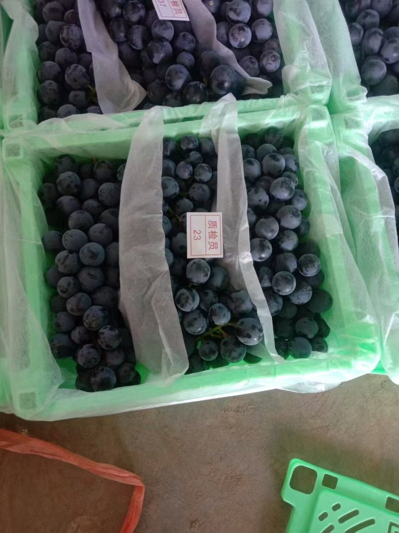 新疆蓝莓夏黑大量供应对接市场商超门店电商社区团购加工厂，