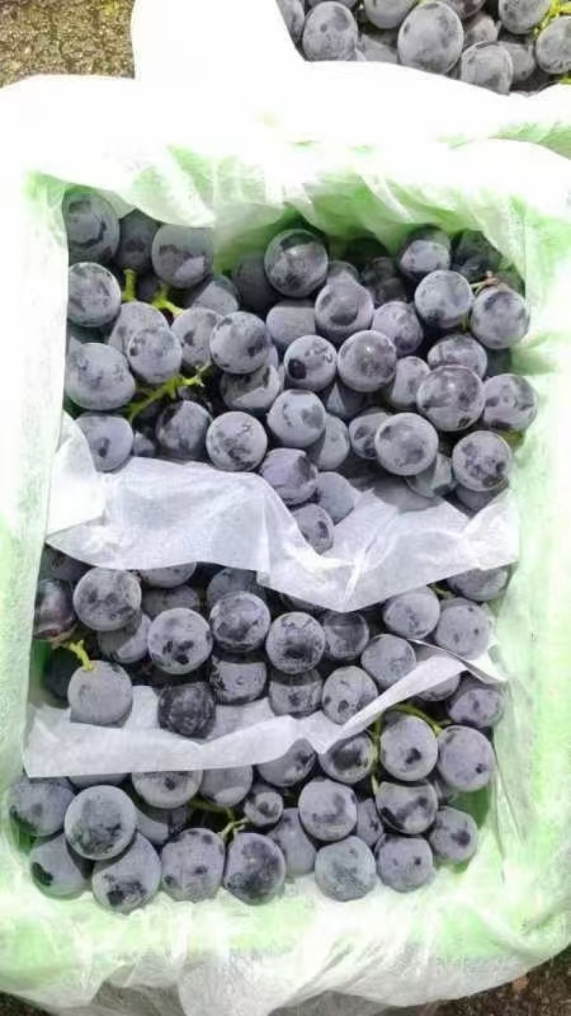 新疆蓝莓夏黑大量供应对接市场商超门店电商社区团购加工厂，