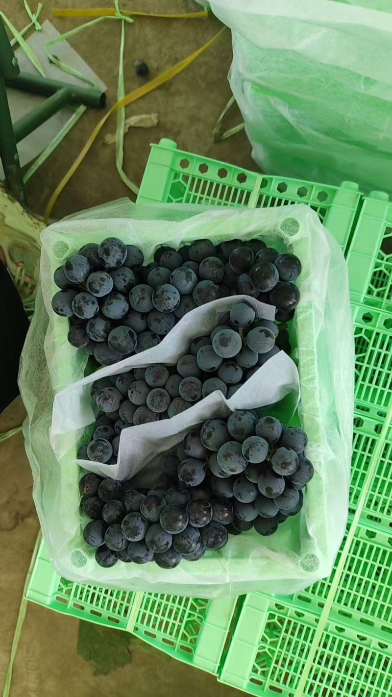 新疆蓝莓夏黑大量供应对接市场商超门店电商社区团购加工厂，