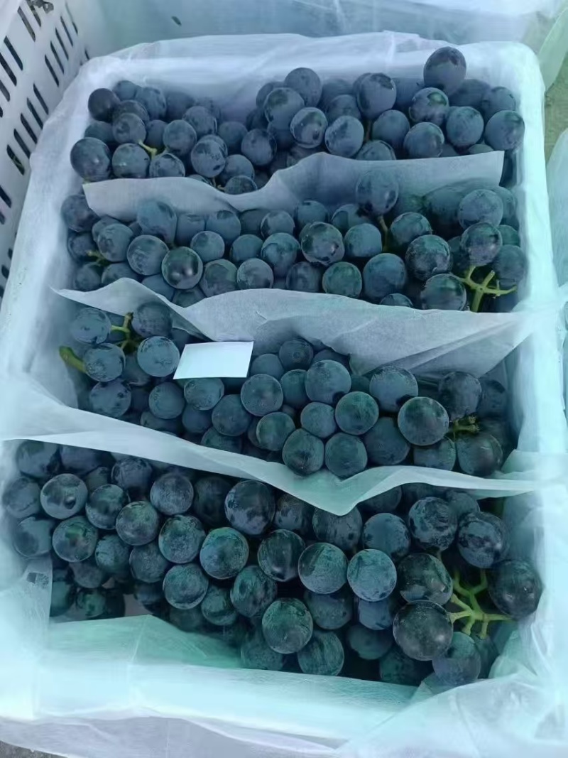 新疆蓝莓夏黑大量供应对接市场商超门店电商社区团购加工厂，