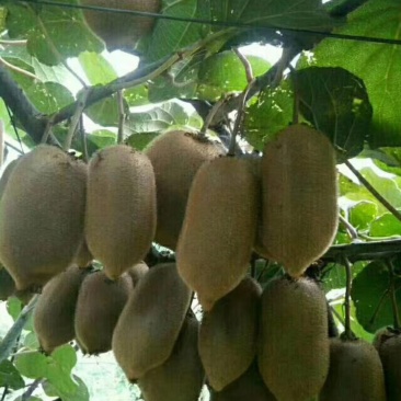 猕猴桃🥝