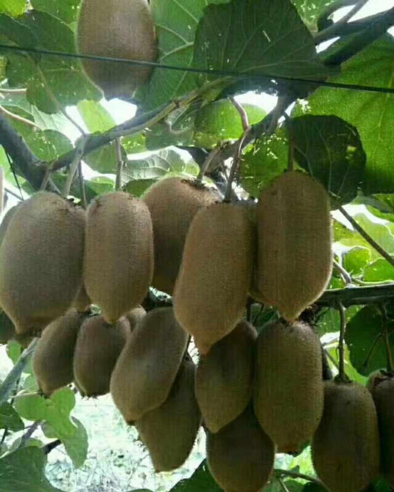 猕猴桃🥝