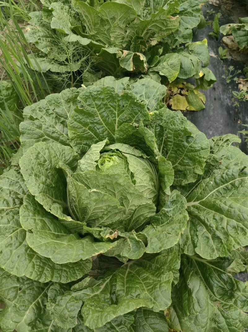 白菜