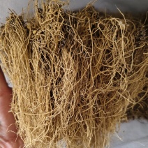 细辛辽细辛各种规格批发零售量大优惠