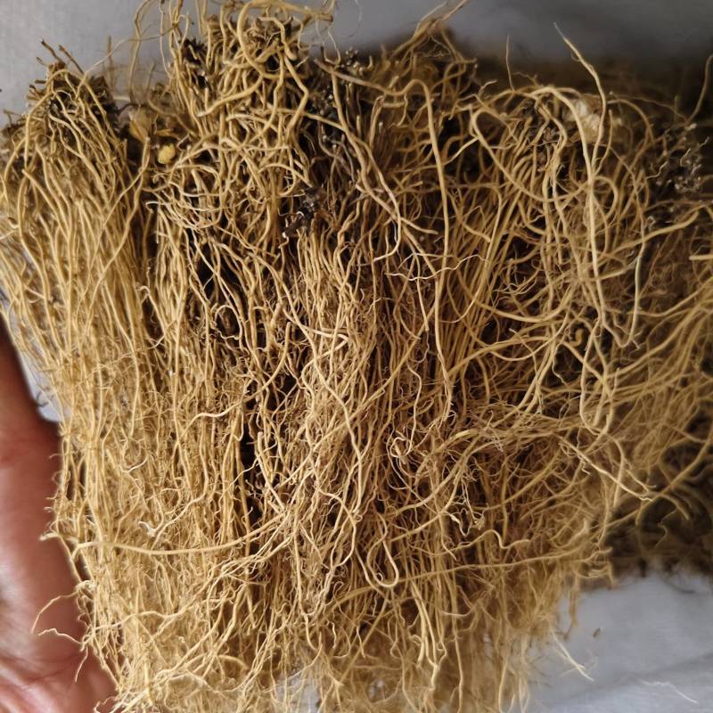 细辛辽细辛各种规格批发零售量大优惠
