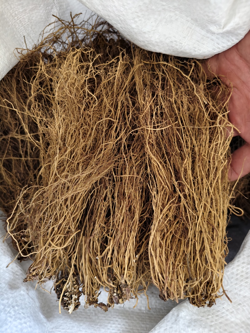 细辛辽细辛各种规格批发零售量大优惠