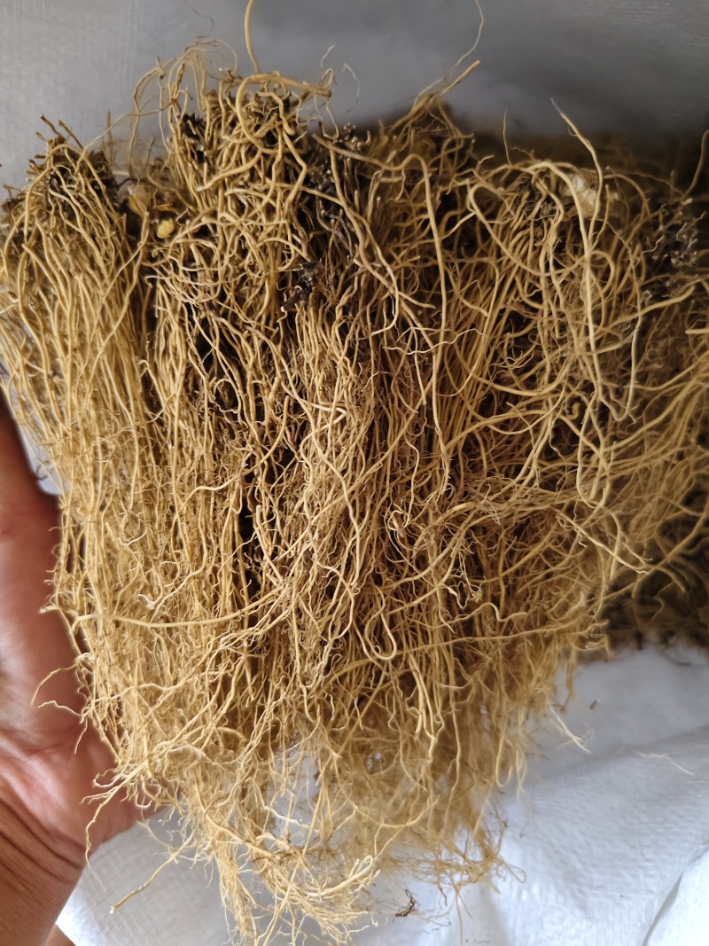 细辛辽细辛各种规格批发零售量大优惠