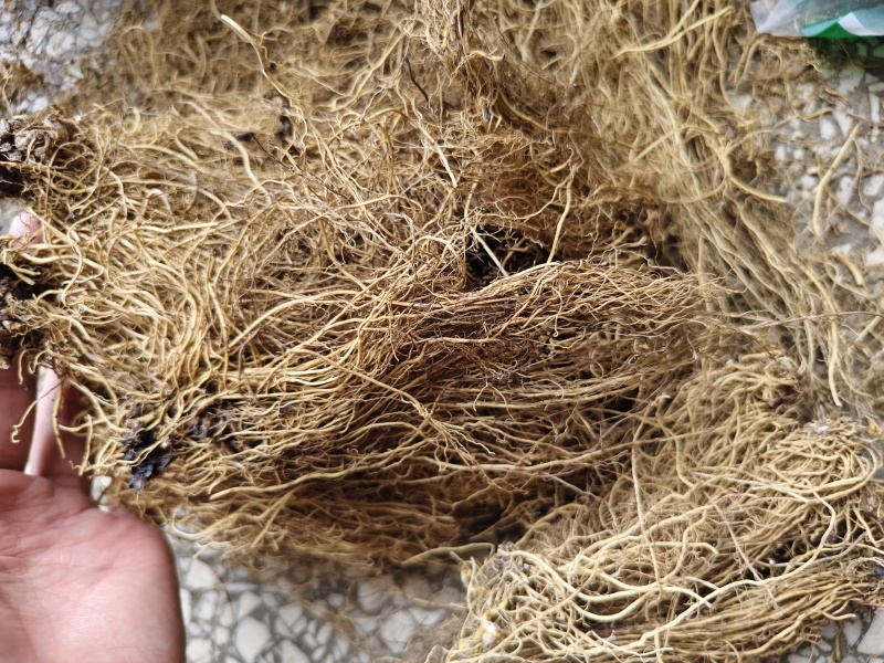 细辛辽细辛各种规格批发零售量大优惠