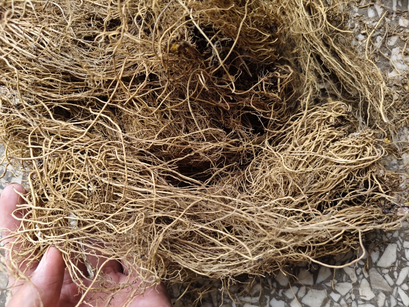 细辛辽细辛各种规格批发零售量大优惠