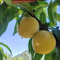 高山锦绣黄桃