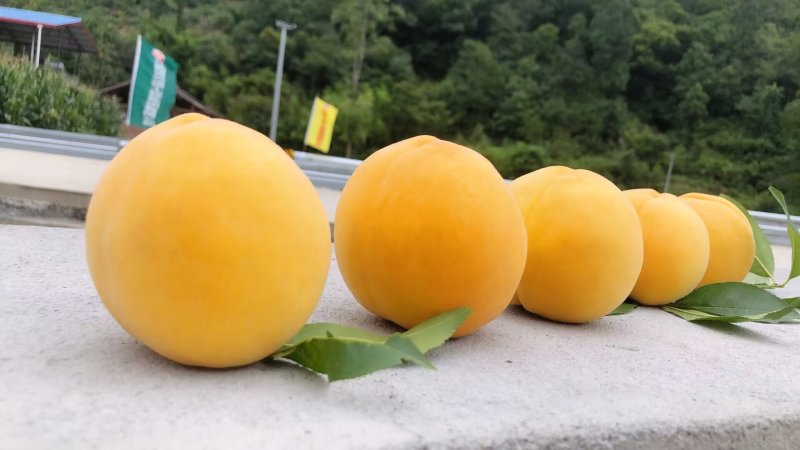 高山黄桃