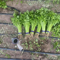 东北香芹菜产地直发大量上市割根拔根均可货源充足欢迎采购