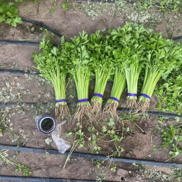 东北香芹菜产地直发大量上市割根拔根均可货源充足欢迎采购