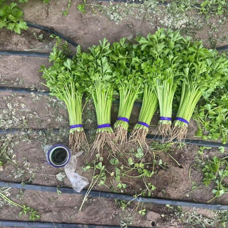 东北香芹菜产地直发大量上市割根拔根均可货源充足欢迎采购