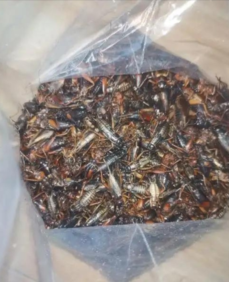 上等冻品蟋蟀量大从优