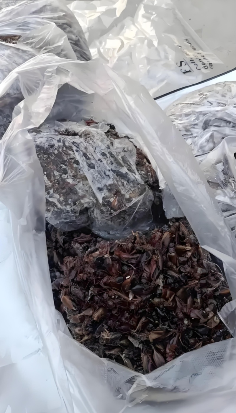 上等冻品蟋蟀量大从优