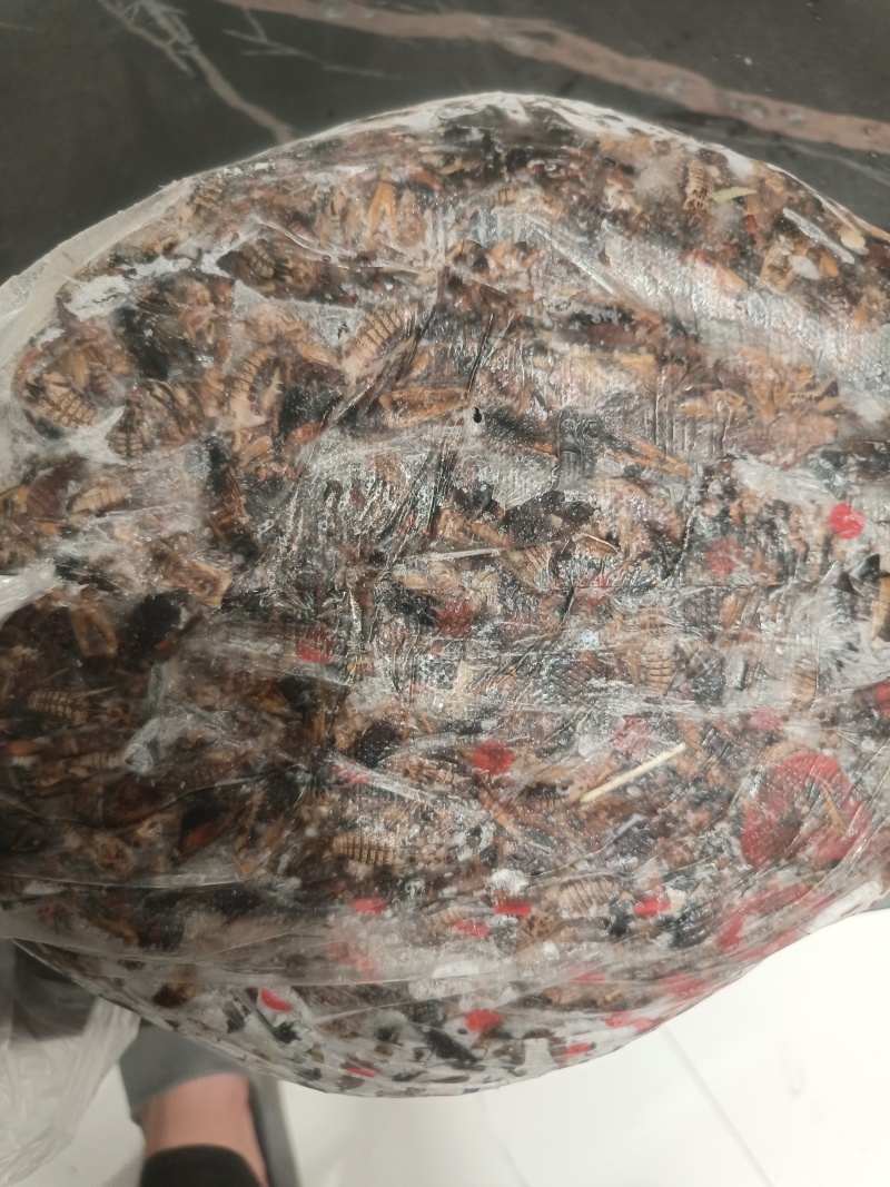 上等冻品蟋蟀量大从优