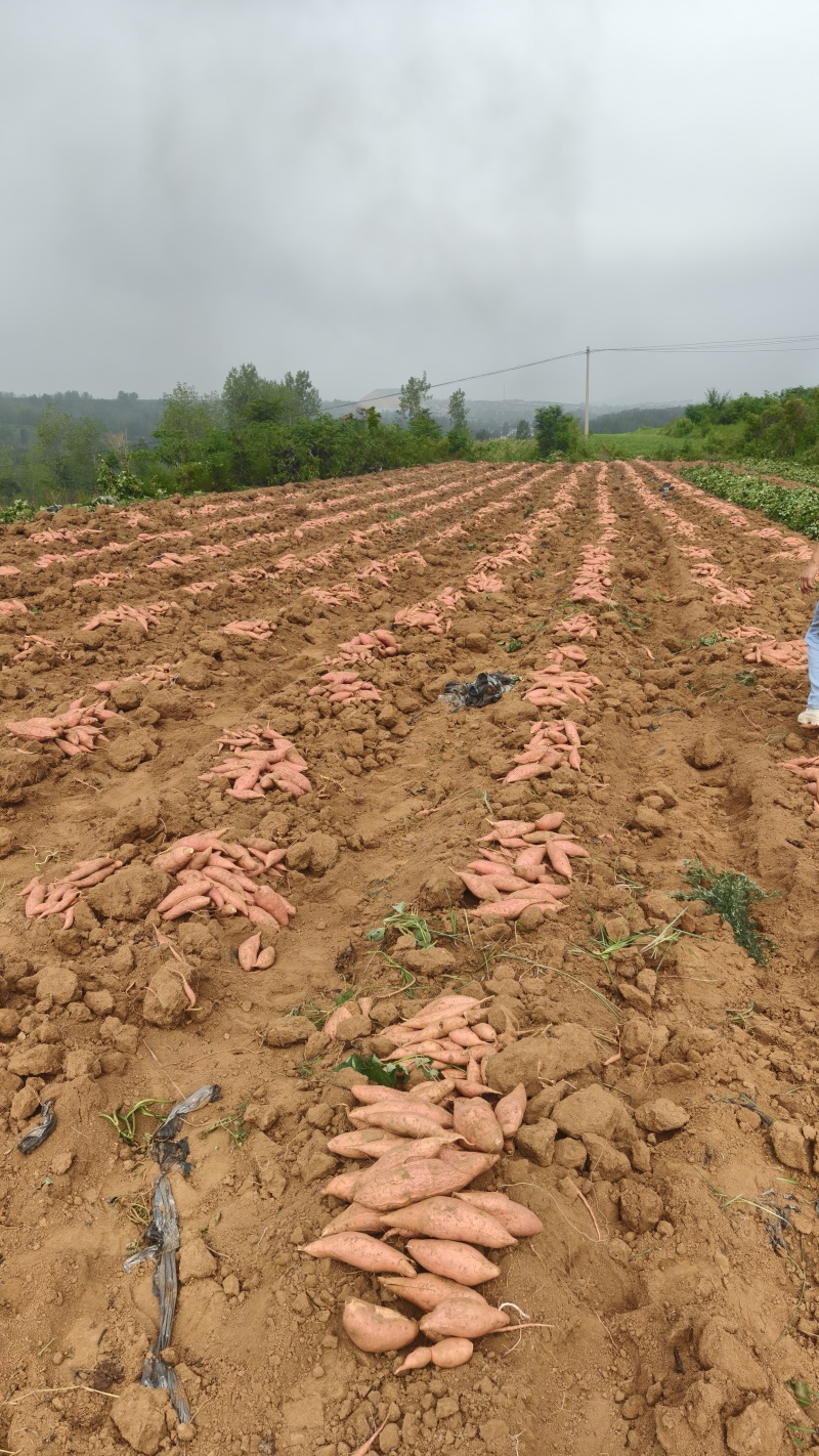 郑州登封本地，沙地种植的正宗烟薯25
