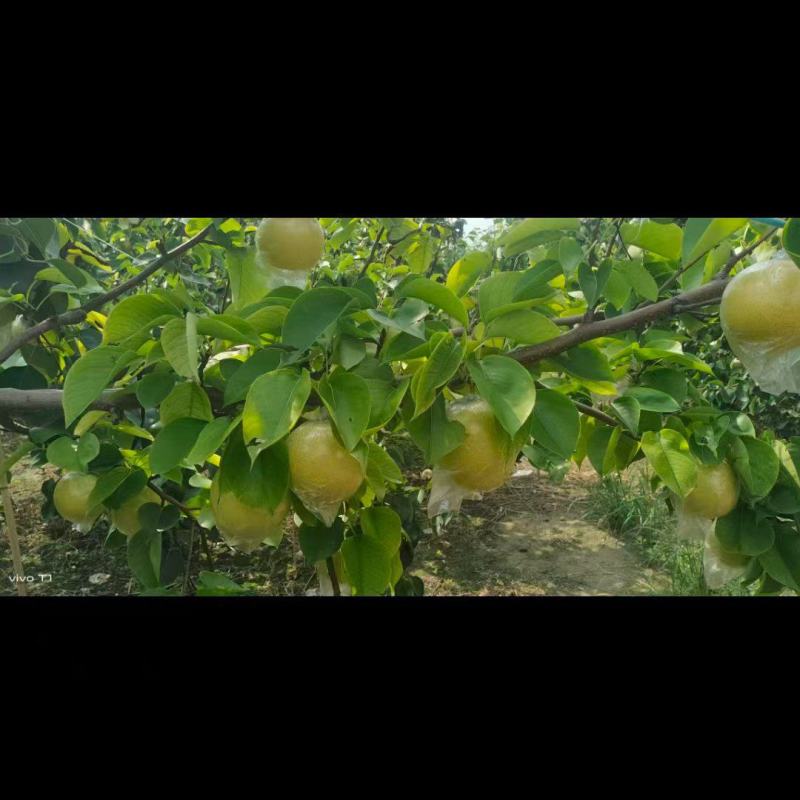 黄冠梨大量上市，想发财的老板可以联系