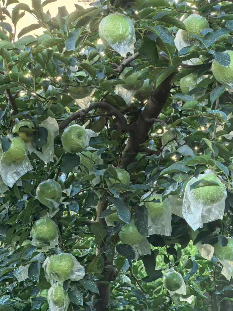 金帅苹果产地一手货源，保质保量，物美价廉量大从优