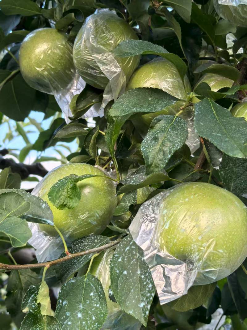 金帅苹果产地一手货源，保质保量，物美价廉量大从优