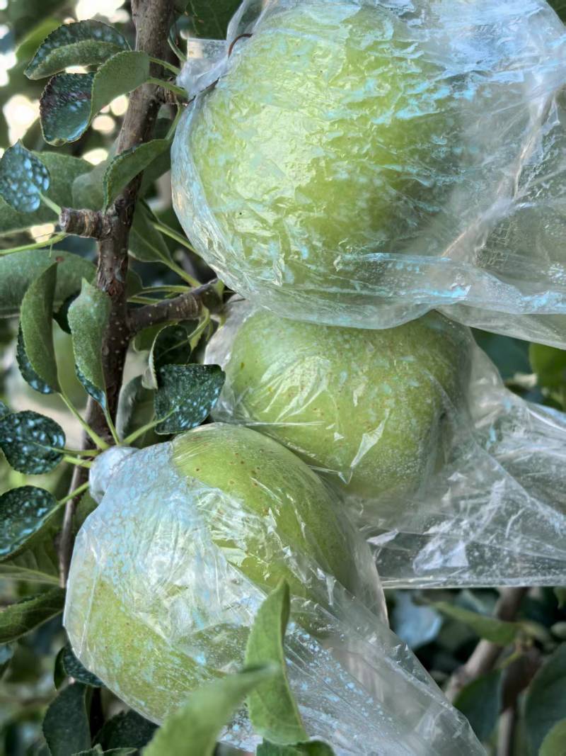 金帅苹果产地一手货源，保质保量，物美价廉量大从优