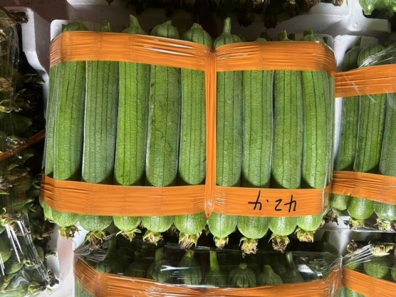 【按需分拣】河南油皮香丝瓜质量保证价格合理欢迎来电