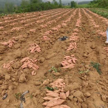 登封本地沙地种植，正宗