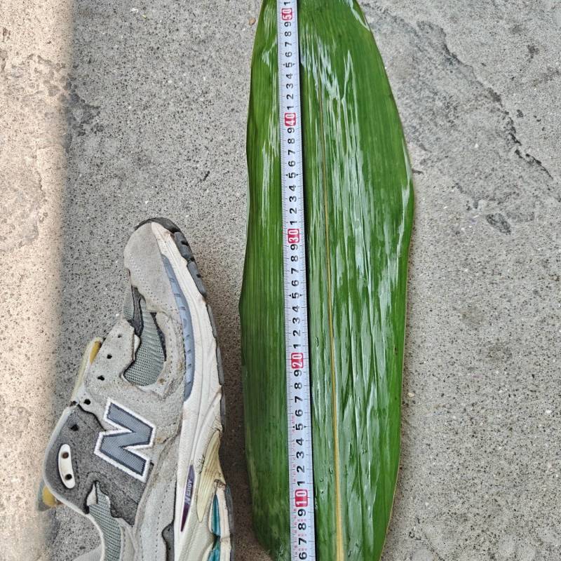 大叶！中叶！粽叶批发