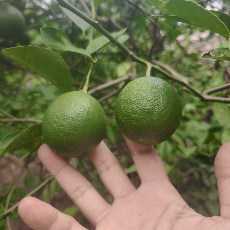 青柠檬