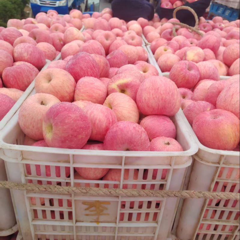 陕西精品富士苹果口感脆甜一手货源质量保证全国发货