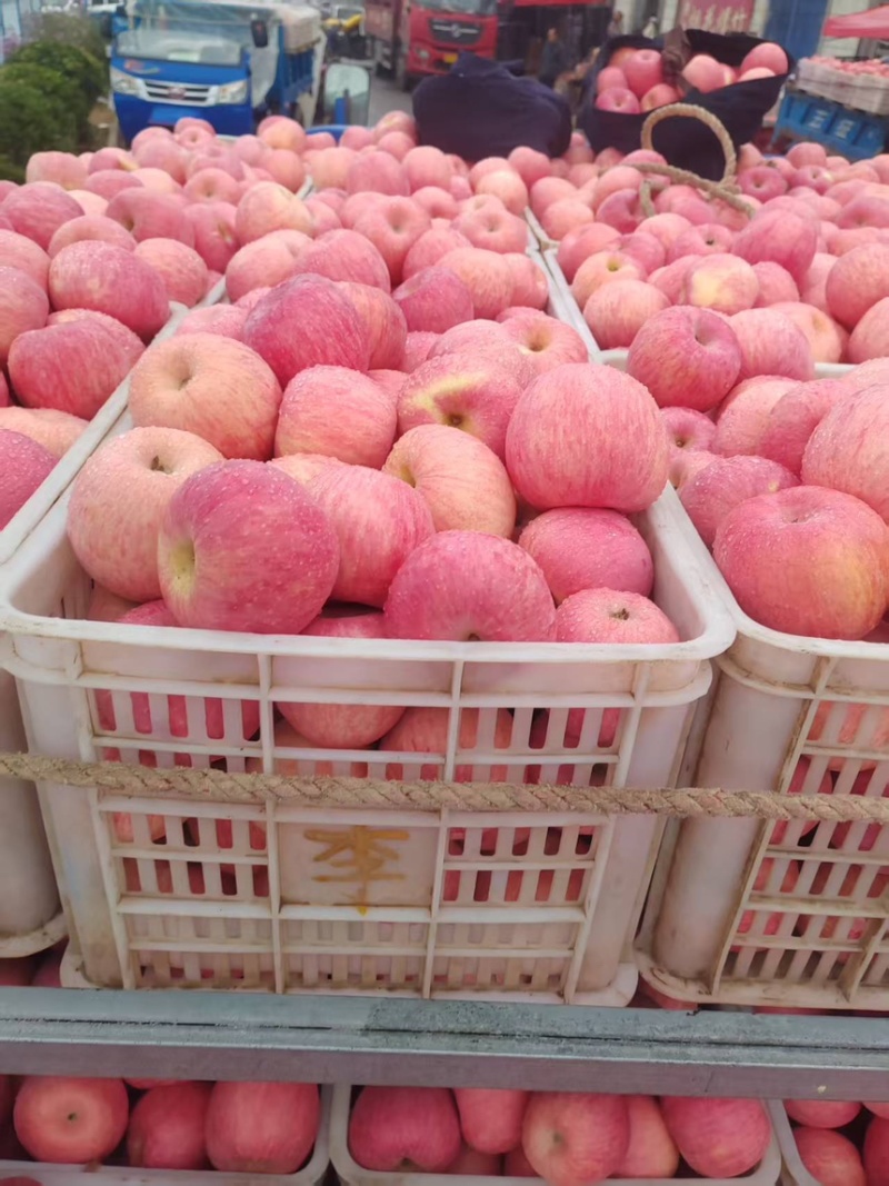 陕西精品富士苹果口感脆甜一手货源质量保证全国发货