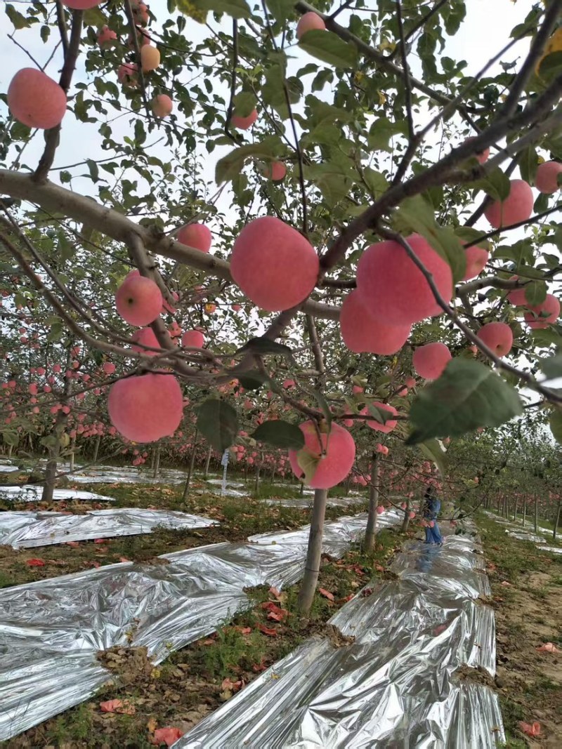 陕西精品富士苹果口感脆甜一手货源质量保证全国发货