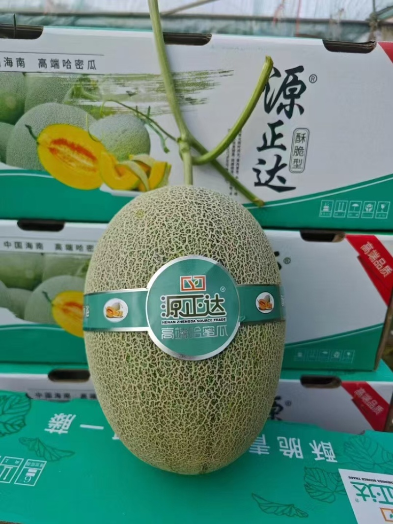 河南夏邑晓蜜25哈密瓜，产地供货，量大从优，欢迎来电咨询