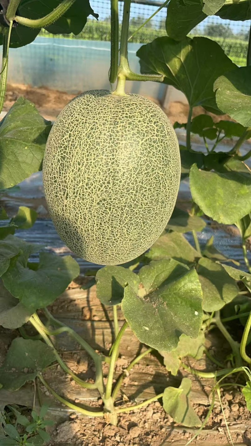 河南夏邑晓蜜25哈密瓜，产地供货，量大从优，欢迎来电咨询