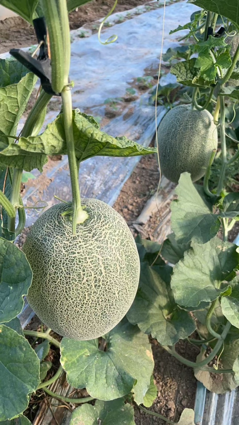 河南夏邑晓蜜25哈密瓜，产地供货，量大从优，欢迎来电咨询