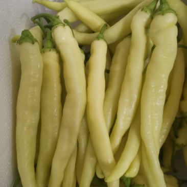 精品白椒大量上市