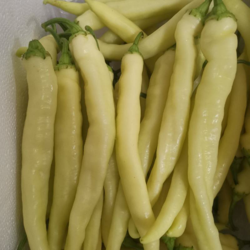 精品白椒大量上市