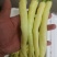 精品白椒大量上市
