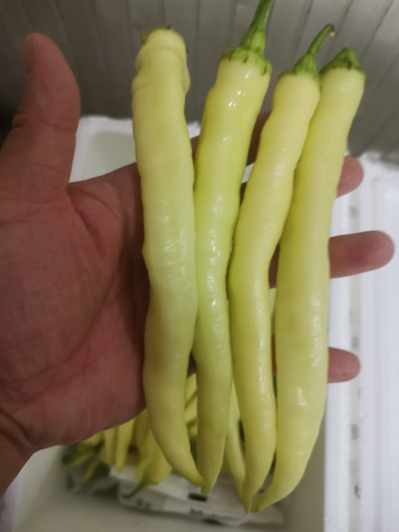 精品白椒大量上市