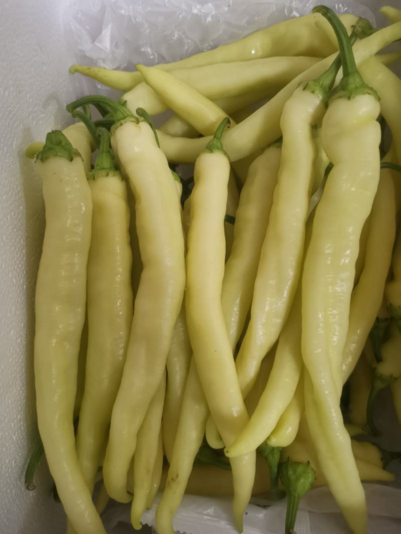 精品白椒大量上市