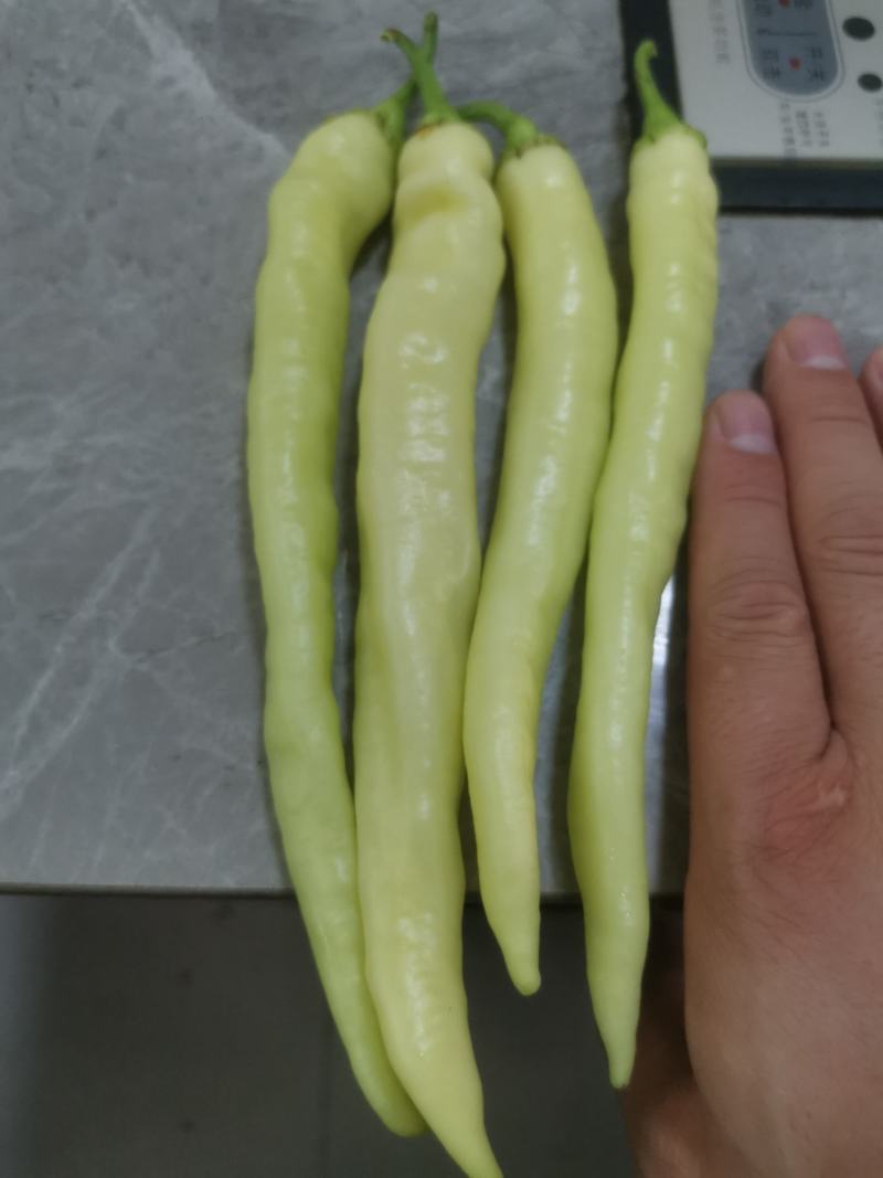 精品白椒大量上市