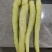 精品白椒大量上市