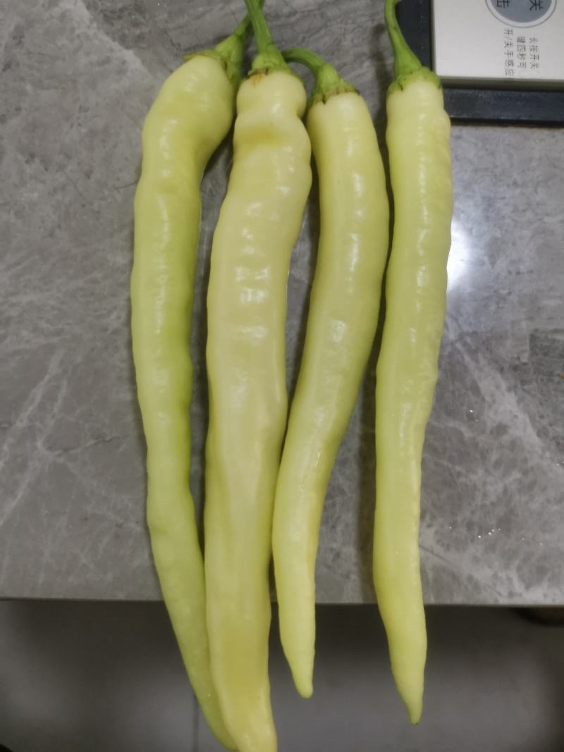精品白椒大量上市