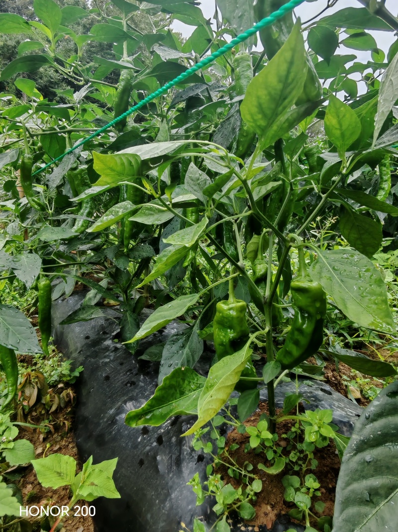 各种各样辣椒