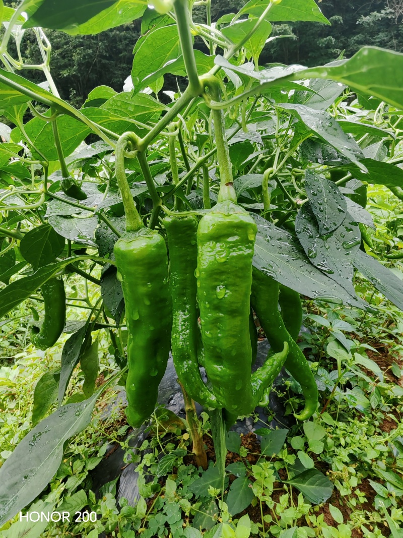 各种各样辣椒