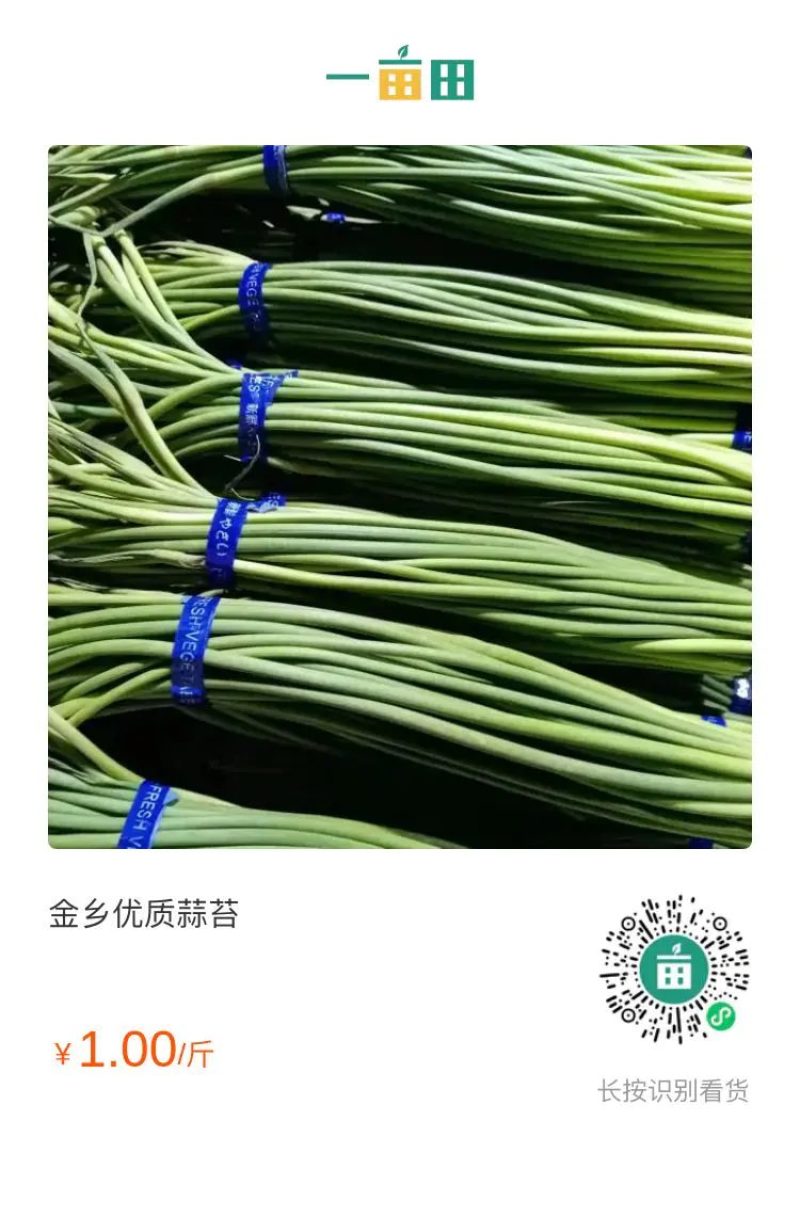金乡优质蒜苔质地好，品种优，口感好，鲜嫩可口，营养丰富