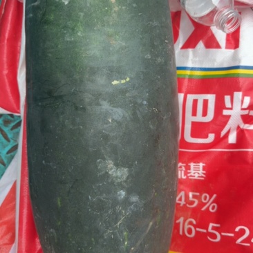 隆尧黑皮冬瓜