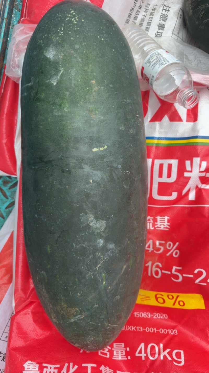 隆尧黑皮冬瓜