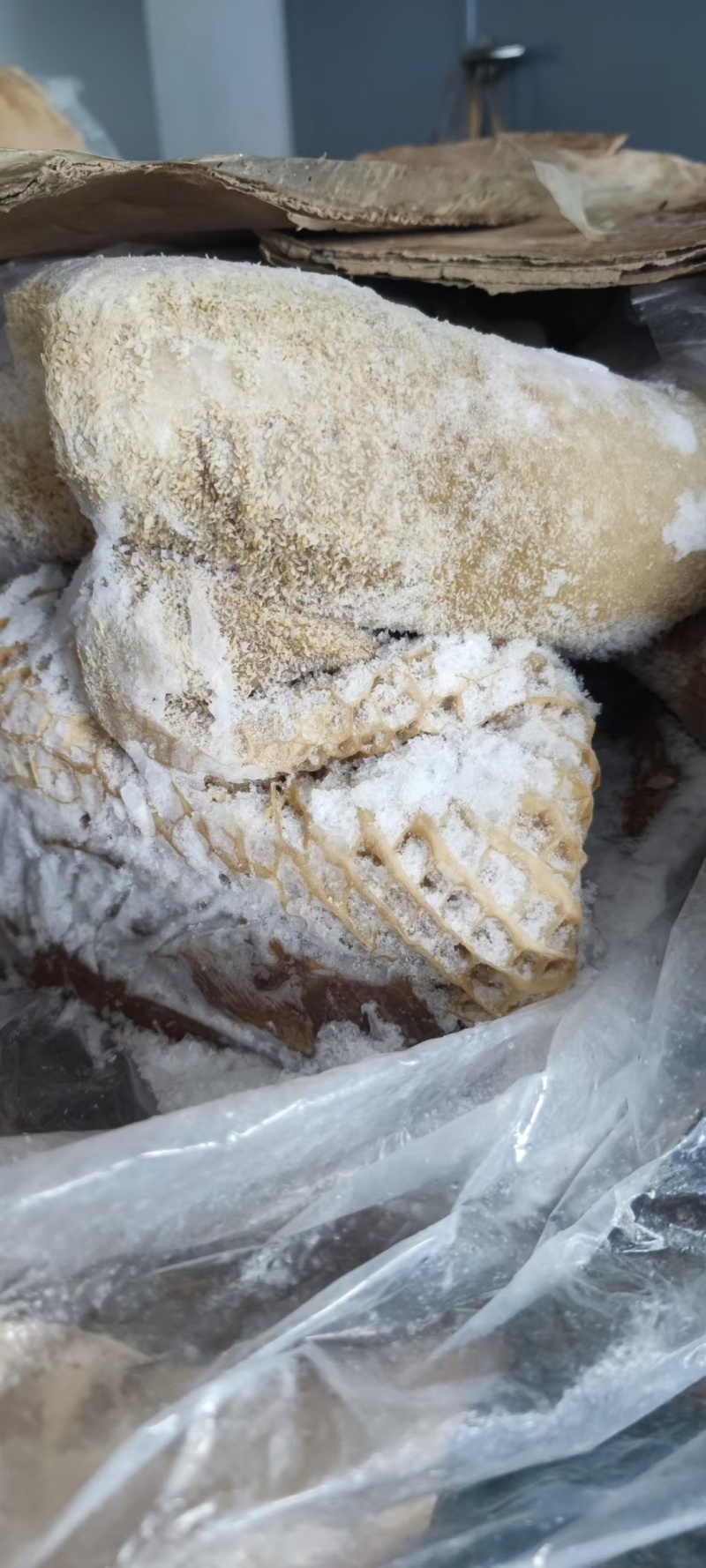 国产牛肚接定制5成7成熟纯干清水煮清水退牛肠